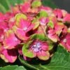 PISTACHIO HYDRANGEA -plant sale shop DETA5 2500