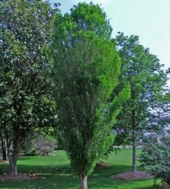LINDSEY'S SKYWARD™ BALD CYPRESS -plant sale shop DETA5 2703