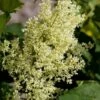 SNOWDANCEâ„¢ JAPANESE TREE LILAC 2 SNOWDANCEâ„¢ JAPANESE TREE LILAC -plant sale shop DETA5 2863