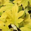 LITTLE HONEY DWARF OAKLEAF HYDRANGEA -plant sale shop DETA5 2992