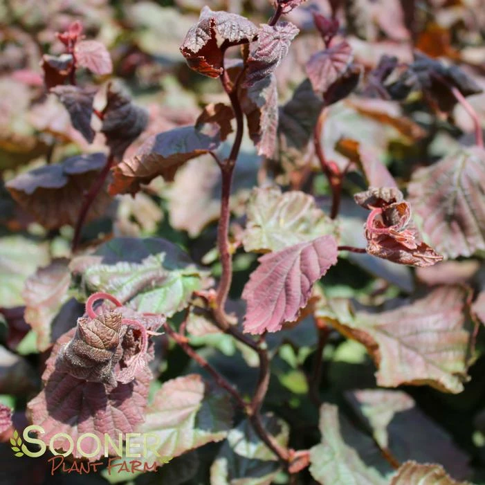 RED DRAGON CONTORTED FILBERT 4 RED DRAGON CONTORTED FILBERT - Image 3