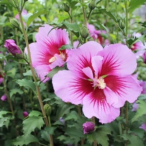 PURPLE PILLAR® ALTHEA 4 PURPLE PILLAR® ALTHEA - Image 2