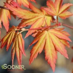 New Products 10 ORANGE DREAM UPRIGHT JAPANESE MAPLE