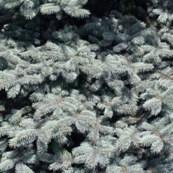 BABY BLUE EYES BLUE SPRUCE -plant sale shop DETA5 3586