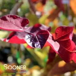FLAME THROWER® REDBUD -plant sale shop DETA5 4074