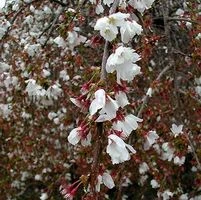 SNOW FOUNTAIN WEEPING FLOWERING CHERRY 5 SNOW FOUNTAIN WEEPING FLOWERING CHERRY - Image 3