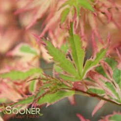 BUTTERFLY UPRIGHT JAPANESE MAPLE -plant sale shop DETA5 45