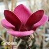 GENIE MAGNOLIA -plant sale shop DETA5 4785