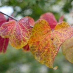 MIDNIGHT EXPRESS® REDBUD 10 MIDNIGHT EXPRESS® REDBUD -plant sale shop DETA5 5287