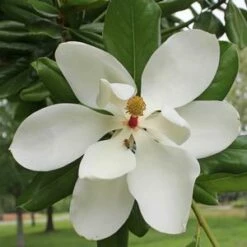 SOUTHERN MAGNOLIA -plant sale shop DETA5 53
