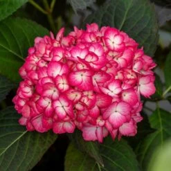 ECLIPSE® HYDRANGEA -plant sale shop DETA5 5428