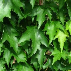 ARMSTRONG GOLD® MAPLE -plant sale shop DETA5 5466