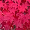 MORNING STARBURST™ VINE MAPLE -plant sale shop DETA5 5478