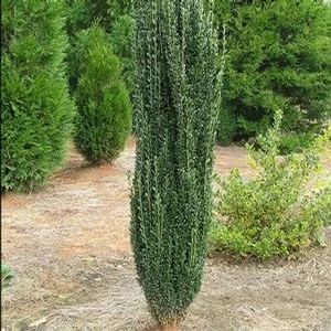 SKY PENCIL HOLLY 3 SKY PENCIL HOLLY