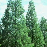 DAWN REDWOOD 5 DAWN REDWOOD - Image 3