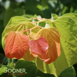 THE RISING SUN™ REDBUD 13 THE RISING SUN™ REDBUD -plant sale shop DETA6 1530