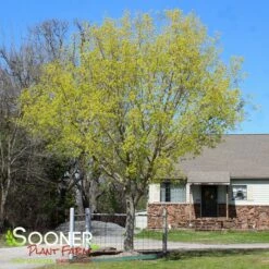 FIRE DRAGONĀ® SHANTUNG MAPLE