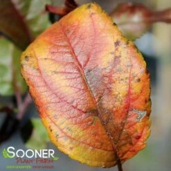 PRAIRIFIRE CRABAPPLE 8 PRAIRIFIRE CRABAPPLE -plant sale shop DETA6 23