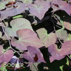 RUBY FALLS WEEPING REDBUD -plant sale shop DETA6 2311