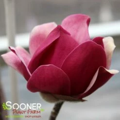 BLACK TULIP® MAGNOLIA -plant sale shop DETA6 3122