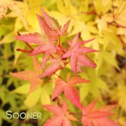 CORAL BARK UPRIGHT JAPANESE MAPLE -plant sale shop DETA6 47
