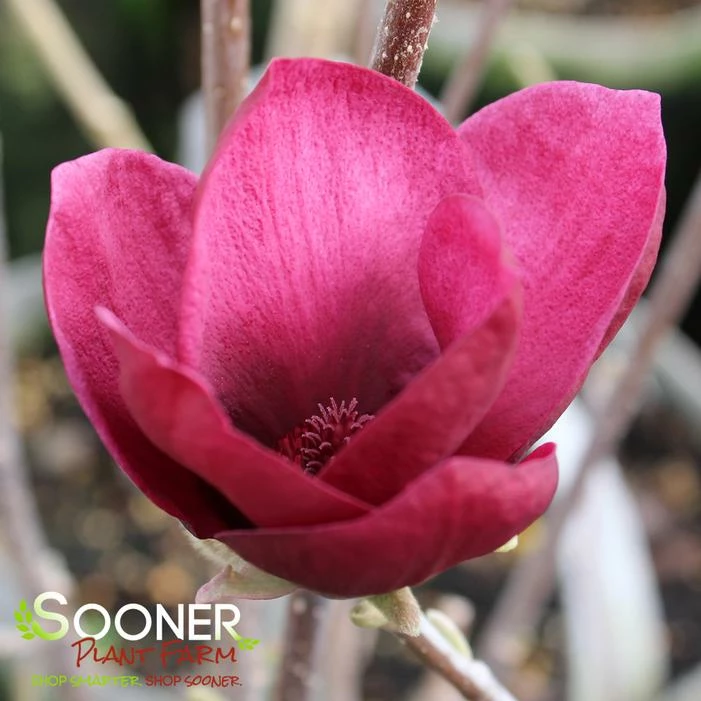 GENIE MAGNOLIA 4 GENIE MAGNOLIA - Image 2