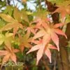 CORAL BARK UPRIGHT JAPANESE MAPLE -plant sale shop DETA7 47