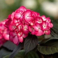 ECLIPSE® HYDRANGEA -plant sale shop DETA7 5428