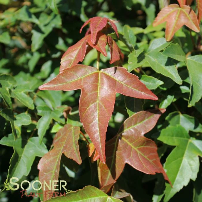 TRIDENT MAPLE 4 TRIDENT MAPLE - Image 2