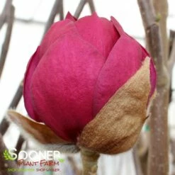 BLACK TULIP® MAGNOLIA -plant sale shop DETA8 3122