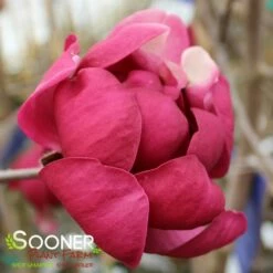 BLACK TULIP® MAGNOLIA -plant sale shop DETA9 3122